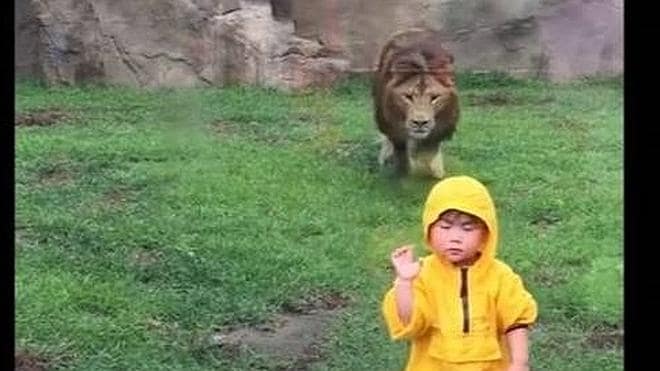 Un león intenta atacar a un niño en un zoológico | La Verdad