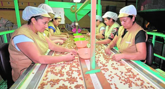 Selección de almendra en la cooperativa Coato durante la pasada cosecha. 