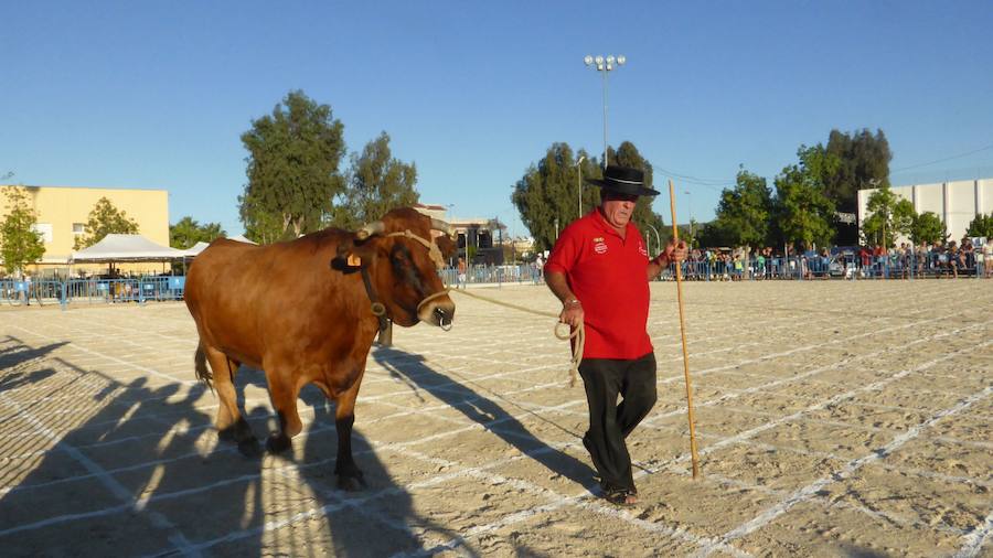 La vaca 'Lola' con su dueño, durante la vuelta de reconocimiento al terreno.