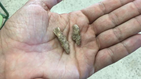 Dientes encontrados en la excavación de la Sima de las Palomas, en Torre Pacheco.