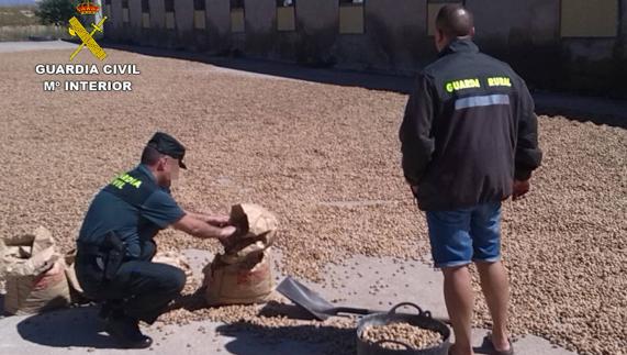 La Guardia Civil examina la almendra que iba a ser robada. 
