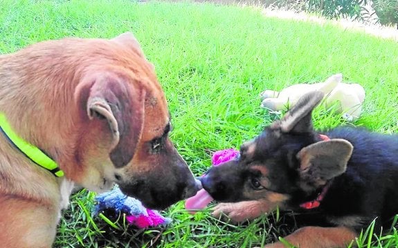 'Chéster' y 'Lucky' ya están recuperados de sus heridas.