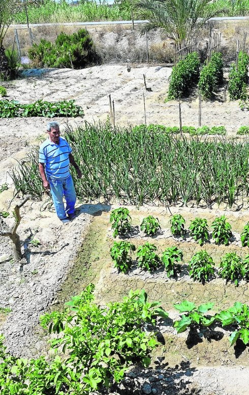 Un huertano en su parcela cultivada junto a la mota del río.
