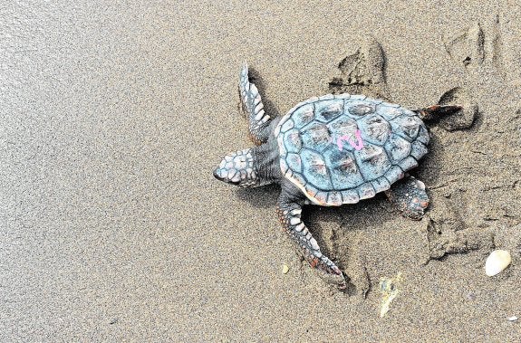 La tortuga boba 'Cristina', marcada con el número 2 y un microchip, camina hacia su vida en libertad sobre la arena de la playa de Las Palmeras (Pulpí). 