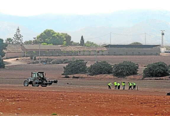 Una brigada de temporeros trabaja en unos cultivos junto al Polígono de Los Camachos. 