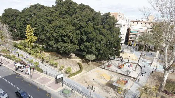 Ficus del jardín Floridablanca de Murcia.