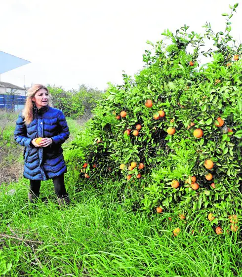 Ascensión Hernández, una de las personas que cede su terreno al Banco de Tierras, contempla un naranjo en su huerto.