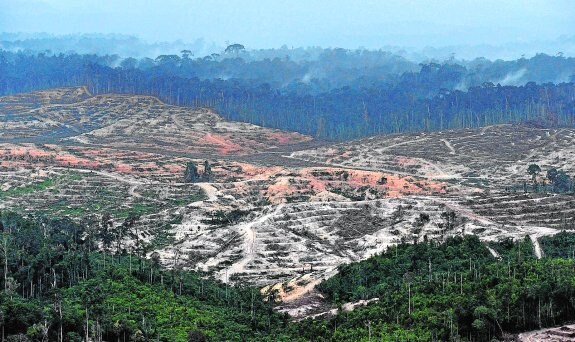 Un bosque arrasado para poner en marcha un cultivo de aceite de palma en Kalimantan (isla de Borneo, Indonesia). 