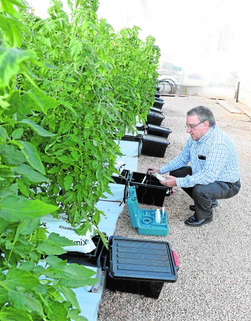 Vicente Martínez, coordinador del proyecto, analiza el drenaje de las tomateras de la plantación experimental. 