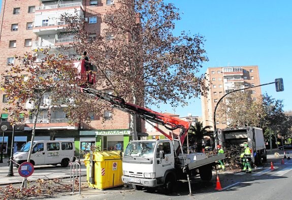 Un vehículo municipal poda un árbol en la Avenida Reina Victoria.
