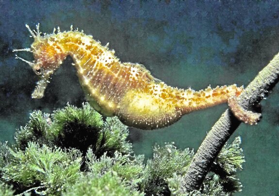 Un ejemplar de 'Hippocampus guttulatus'. 