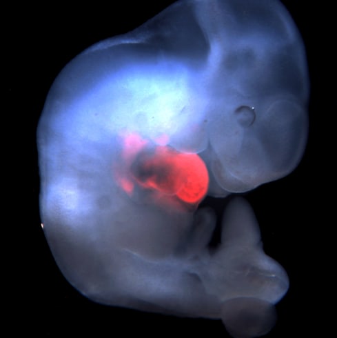 Células madre pluripotentes de rata (en rojo) en el corazón en desarrollo de un embrión de ratón genéticamente modificado.