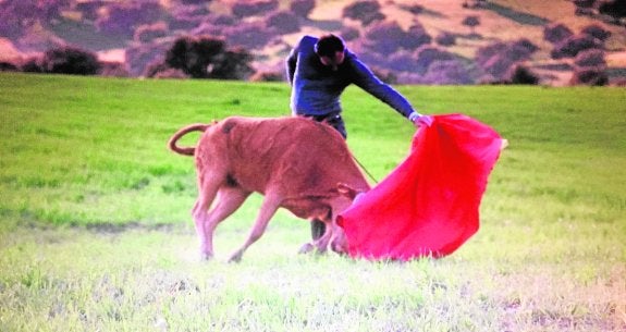 Pepín Liria torea en el campo, donde prepara su vuelta a los ruedos del domingo.