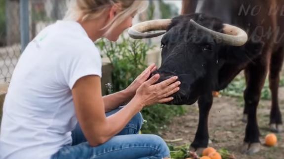 La vaca lleva 4 años en el pueblo, pero la denuncia de una vecina ha sido su sentencia de muerte