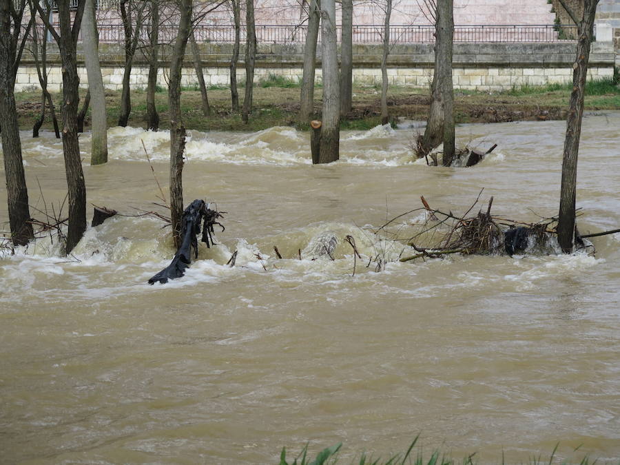 El Torío baja con abundante caudal