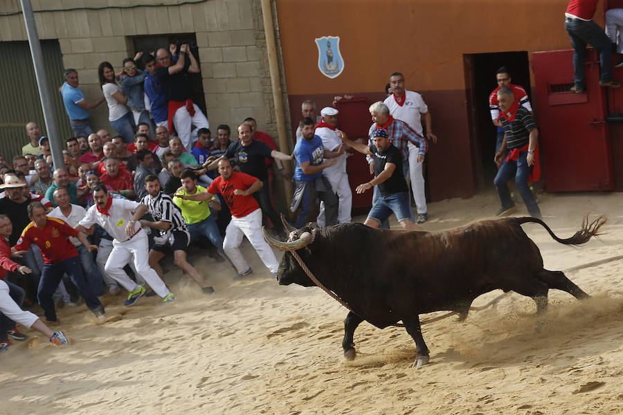 Toro enmaromado de Benavente