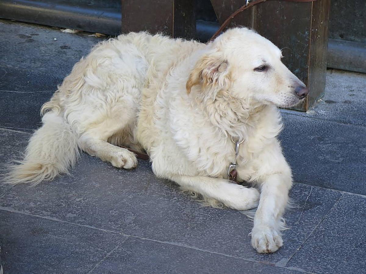 Los Blues Lee &#039;hacen el gamberro&#039; en León