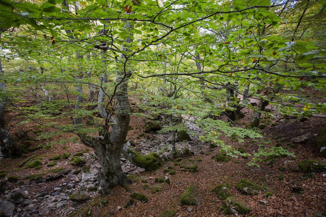 El Faedo, un cuento de hadas