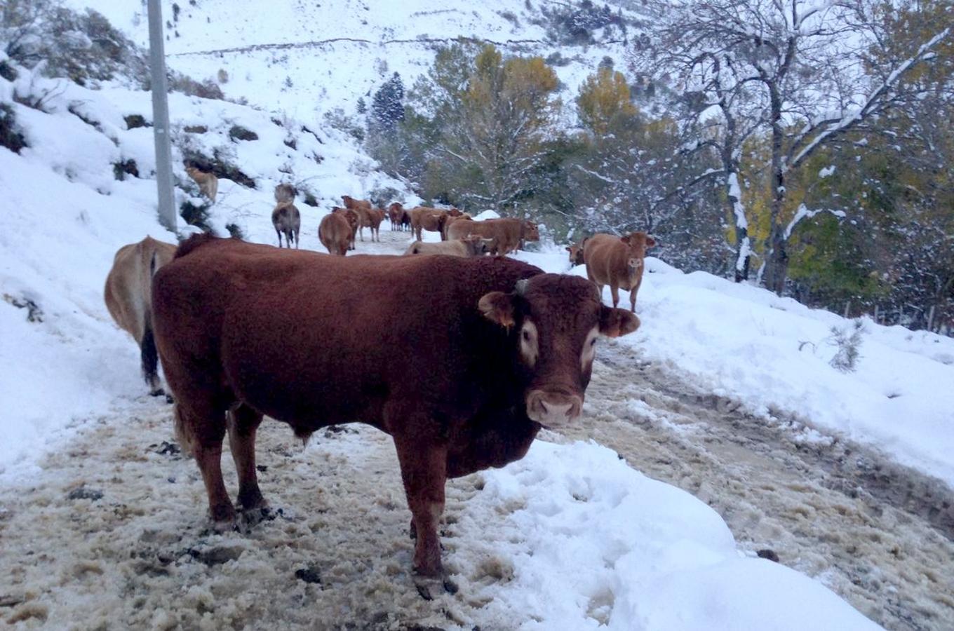 León, entre nieves