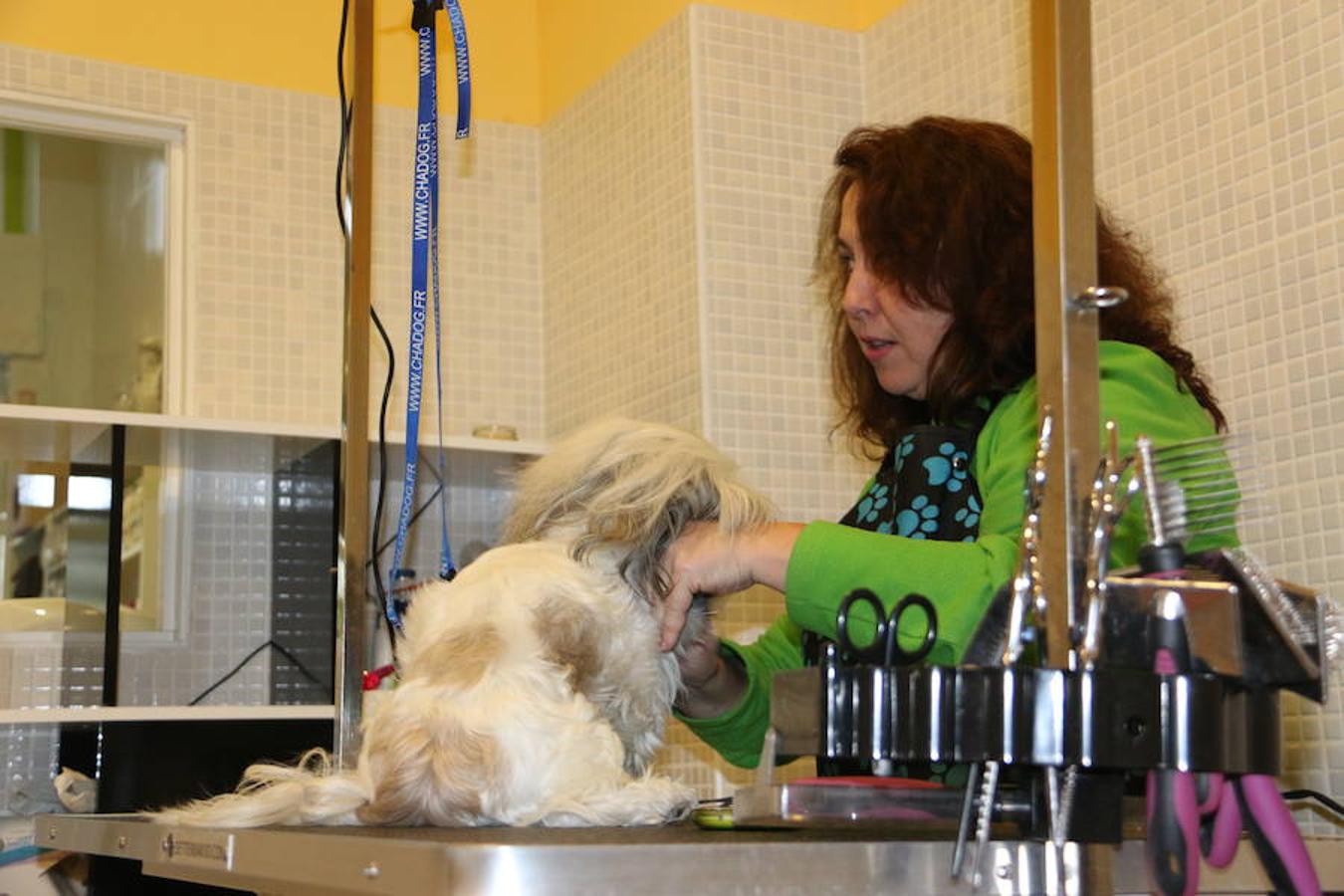 Presumidogs, el cuidado más coqueto