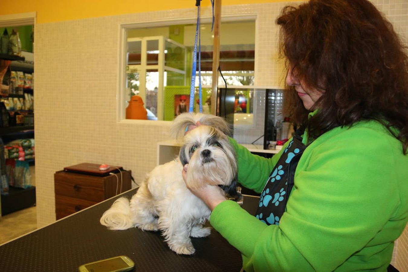 Presumidogs, el cuidado más coqueto