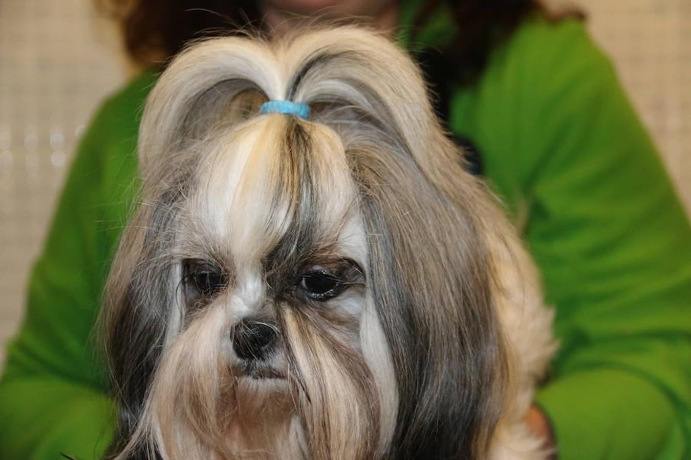 Presumidogs, el cuidado más coqueto