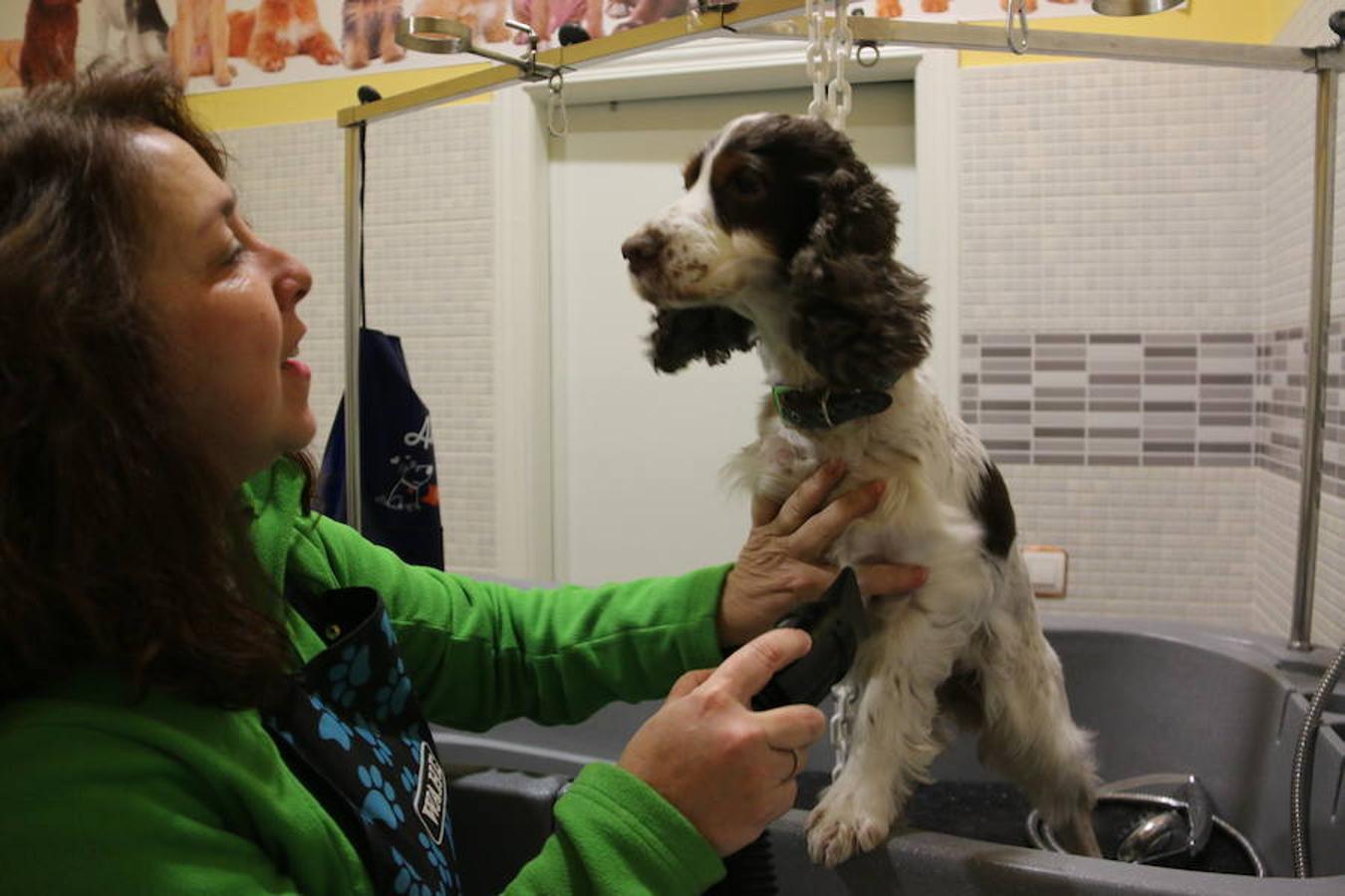 Presumidogs, el cuidado más coqueto