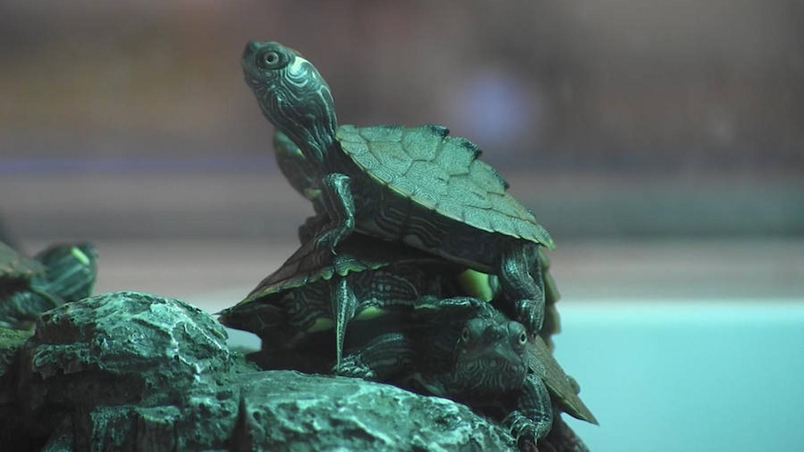 Todo para las mascotas