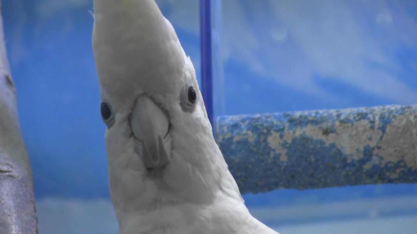 Todo para las mascotas