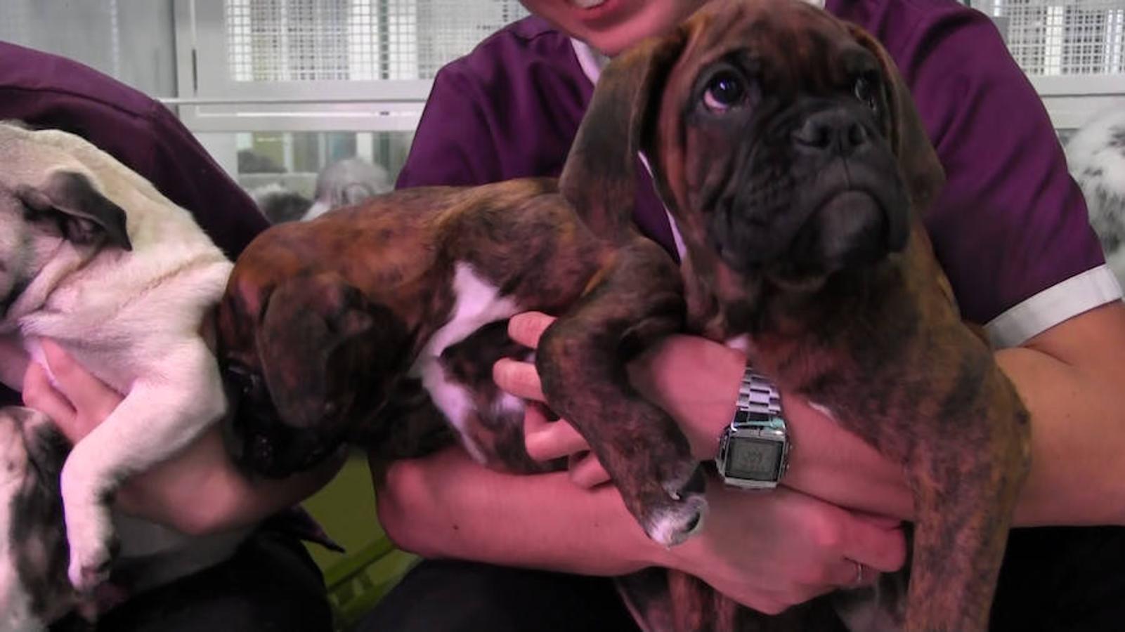 Todo para las mascotas