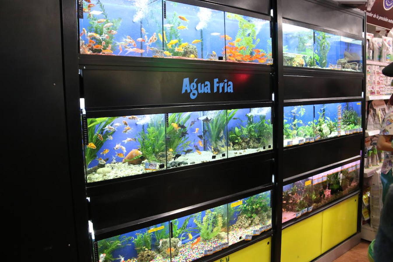 Axolotl, una tienda de mascotas diferente