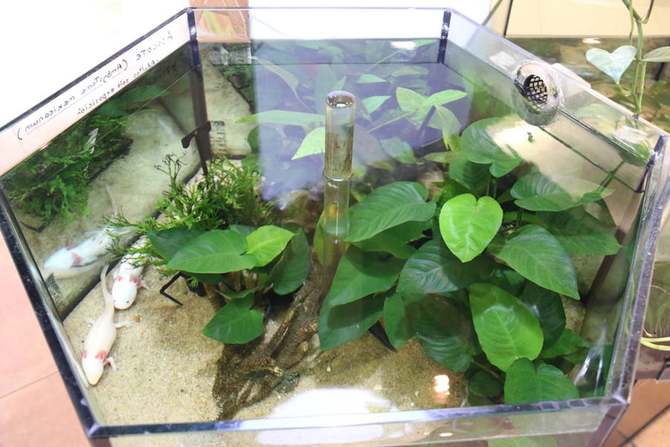 Axolotl, una tienda de mascotas diferente