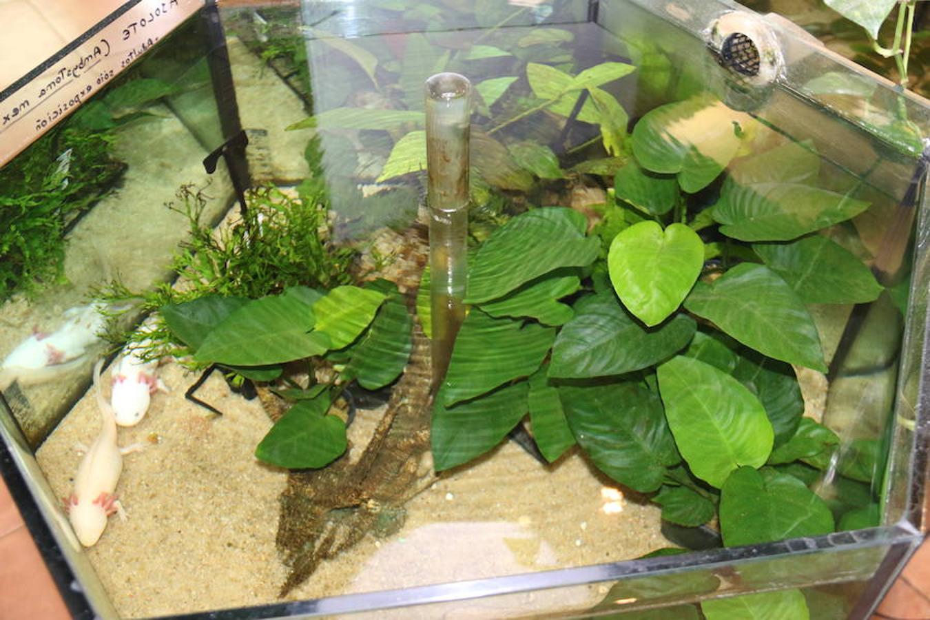 Axolotl, una tienda de mascotas diferente