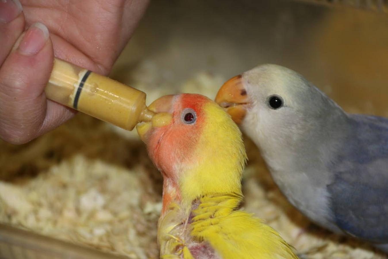 Axolotl, una tienda de mascotas diferente