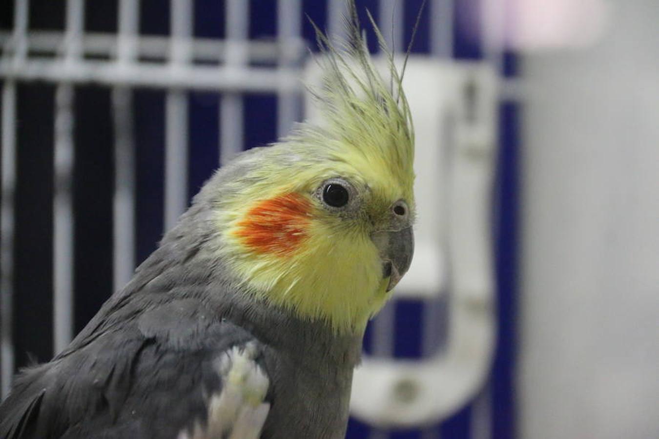 Axolotl, una tienda de mascotas diferente