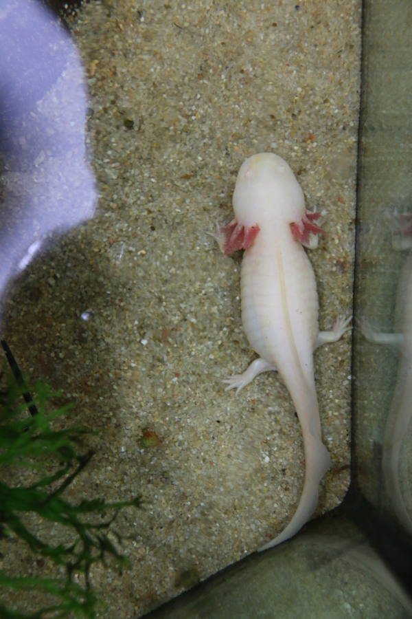 Axolotl, una tienda de mascotas diferente