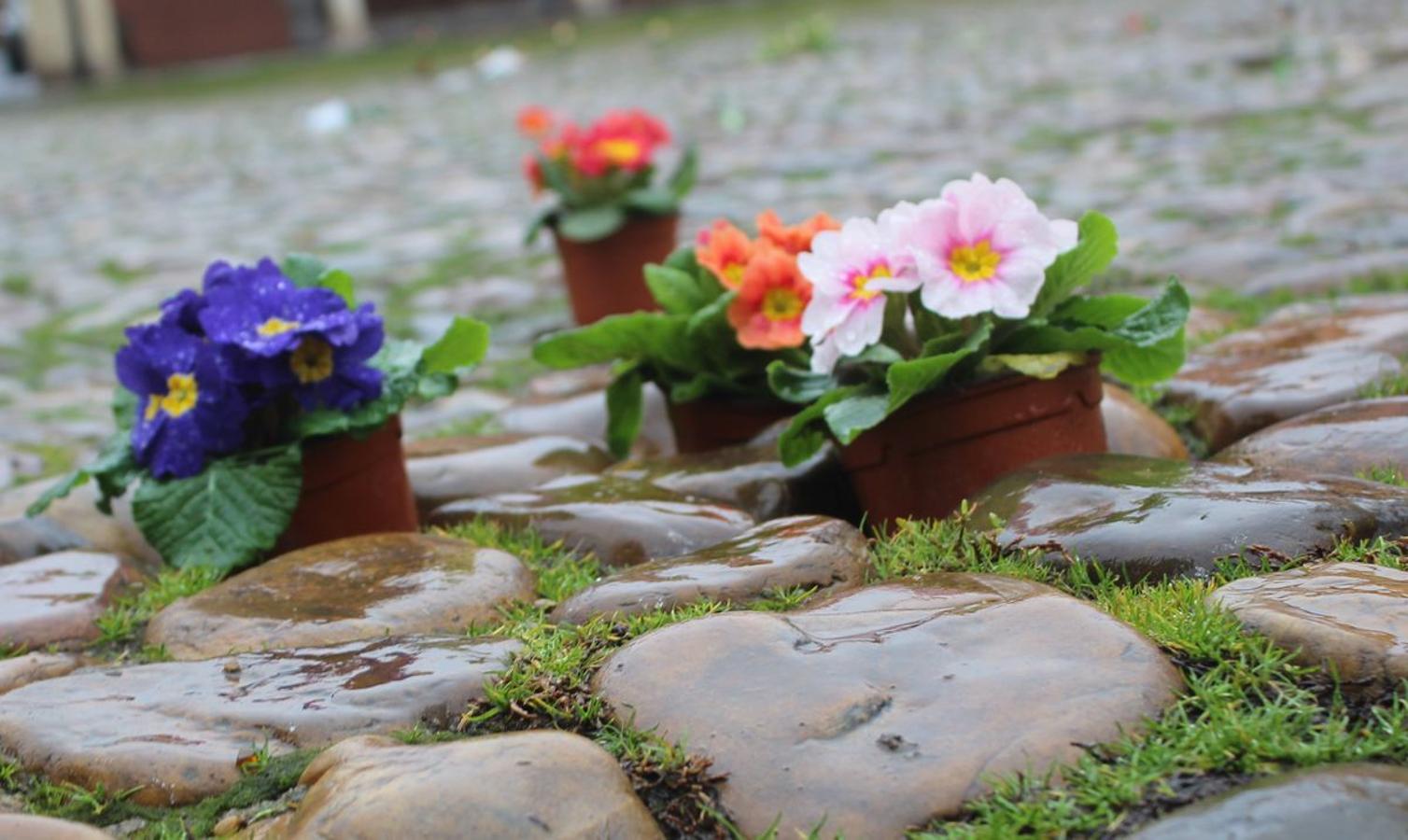 Flores reivindicativas