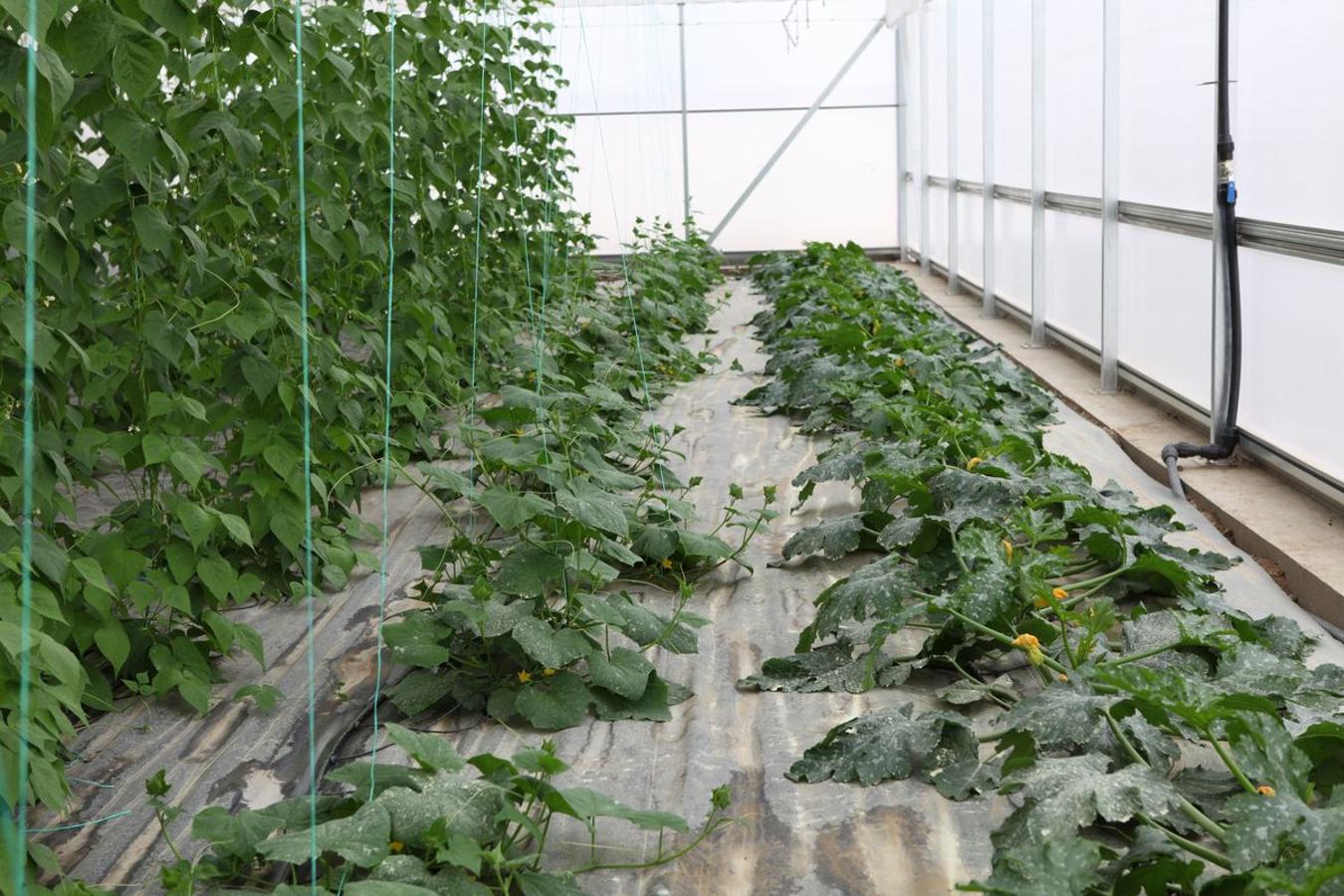 Cultivo de alubias en el que se estudia como combatir la enfermedad de la grasa