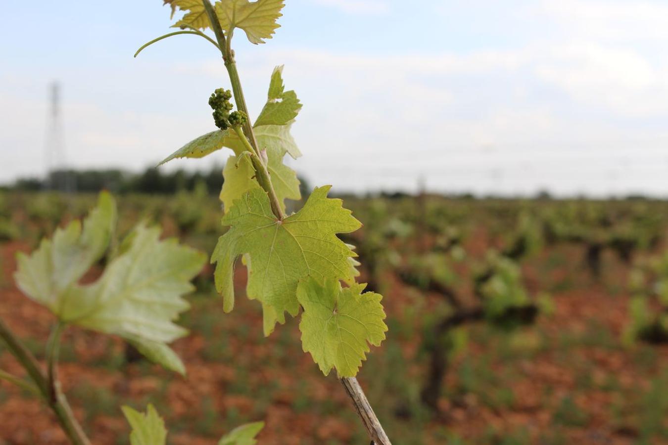 Cuarta generación, la misma pasión