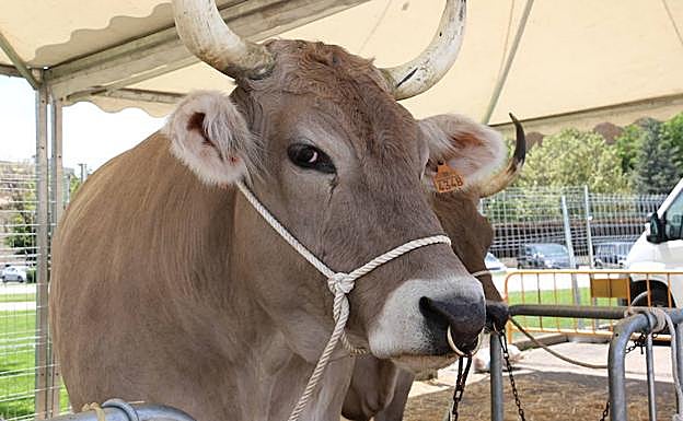 La montaña muestra su fuerza.
