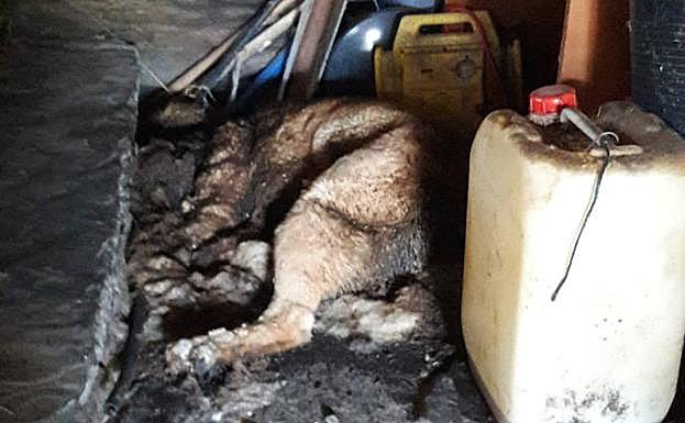 Imagen del mastín facilitada por la Guardia Civil.