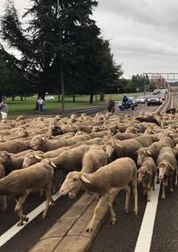 Imagen secundaria 2 - Instante de las ovejas a su paso por León