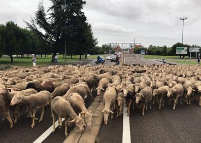 Imagen secundaria 1 - Instante de las ovejas a su paso por León