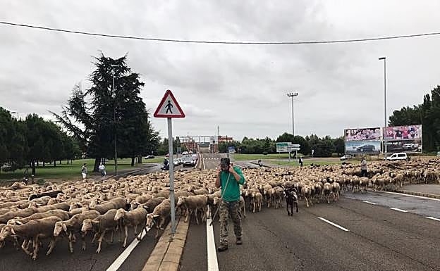 Imagen principal - Instante de las ovejas a su paso por León