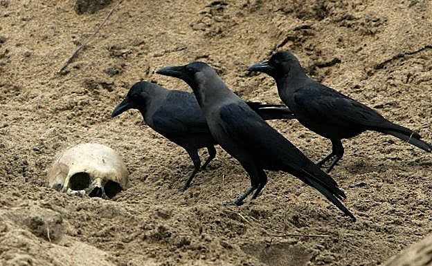 Varios cuervos se reúnen alrededor de una calavera. 