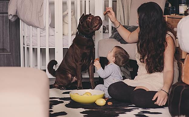 Los perros están motivados genéticamente para el contacto con humanos.