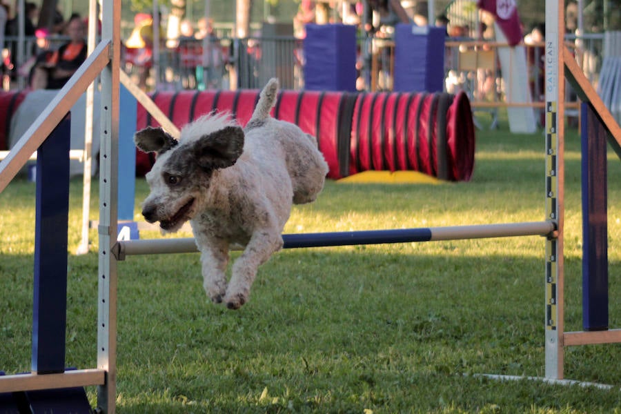 Pruebas de habilidad para perros y sus adiestradores