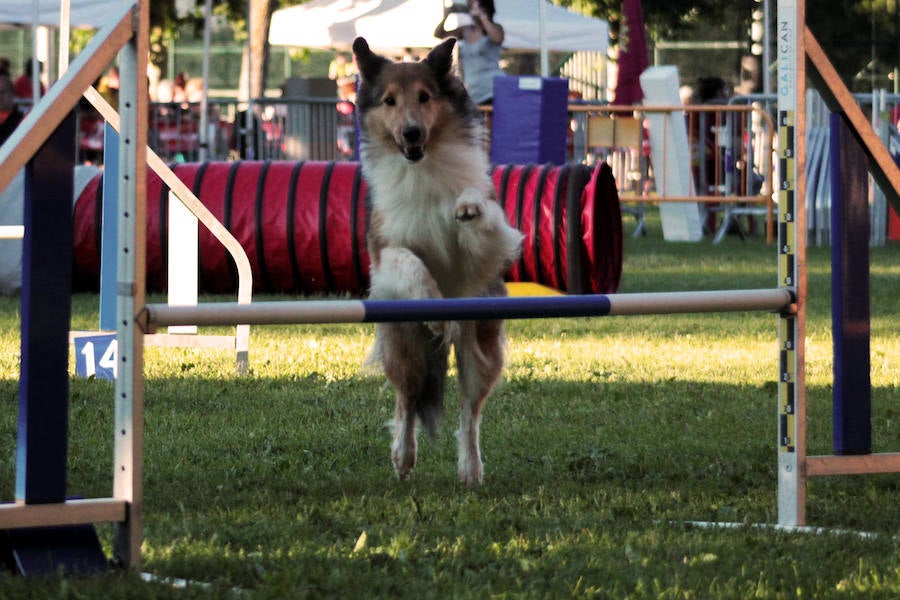 Pruebas de habilidad para perros y sus adiestradores