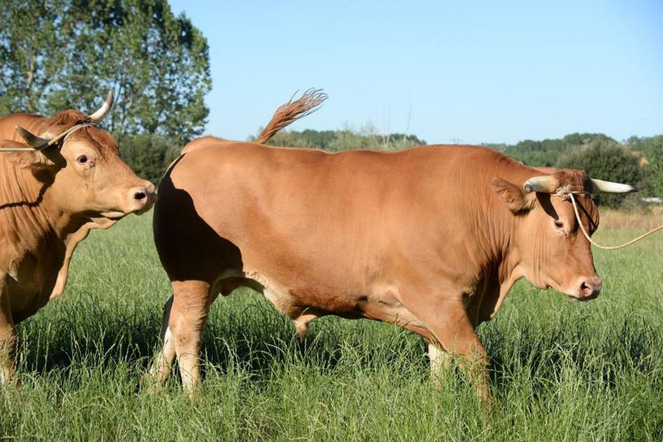 Bueyes de calidad