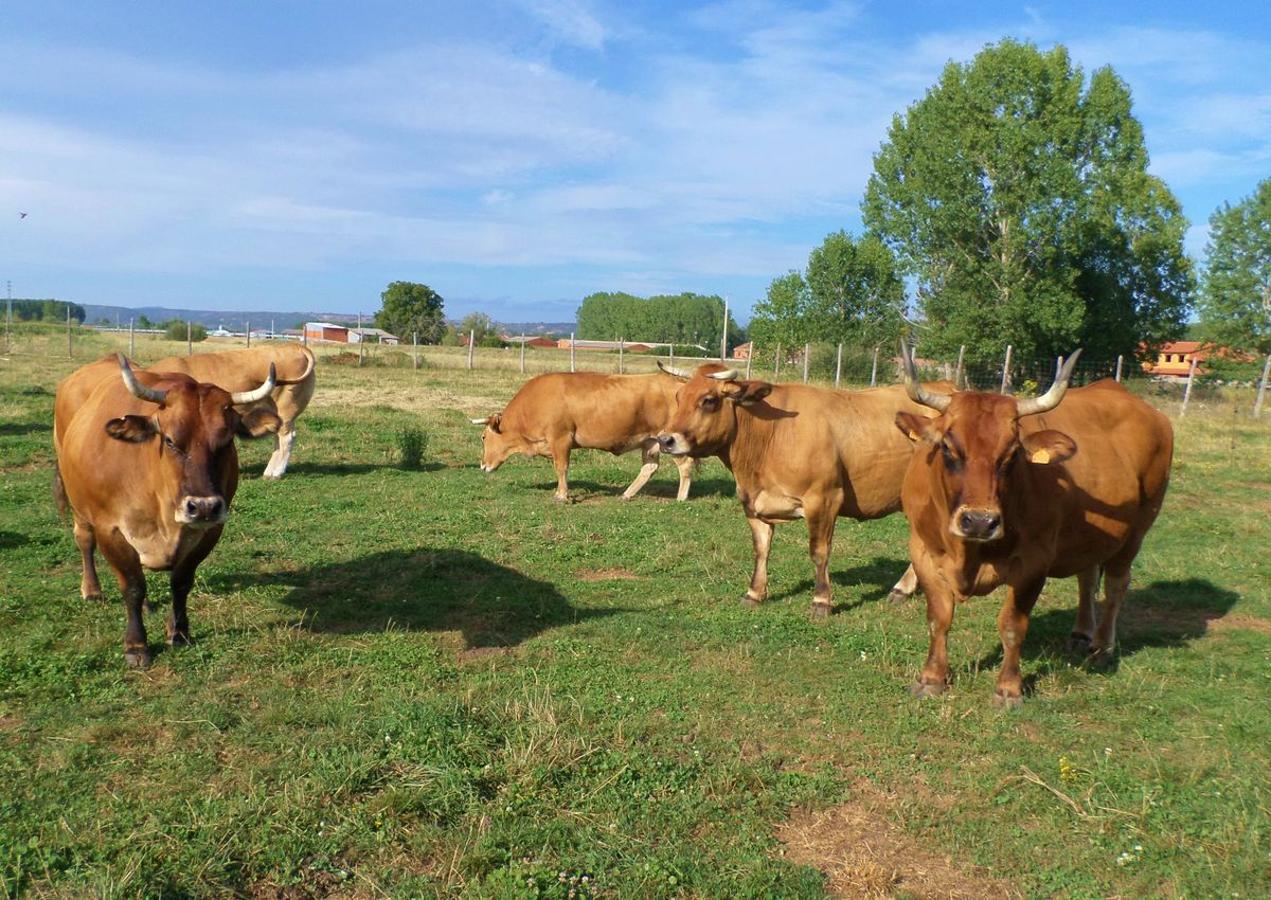 Bueyes de calidad
